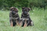 BERGER ALLEMAND 1227